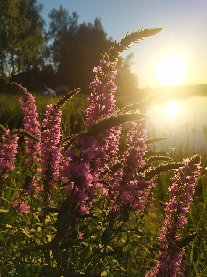 ����� ��� �����