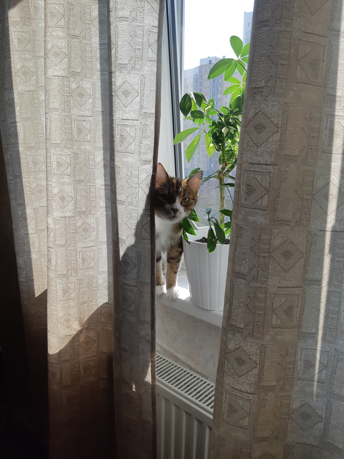 Снова кот