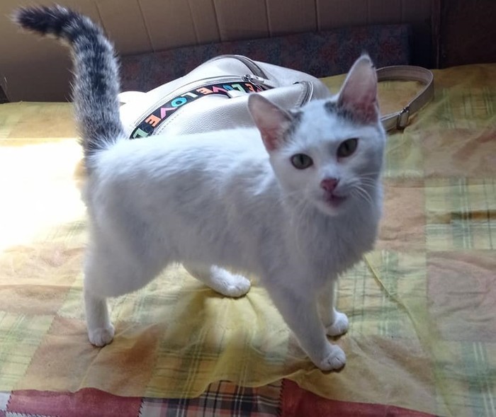 Молодая кошка с красивыми глазами в добрые руки