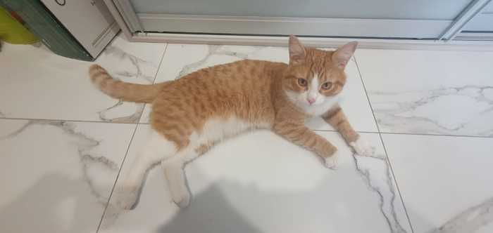 Отдам котёнка в добрые руки. (МО, Ленинский район, Видное)