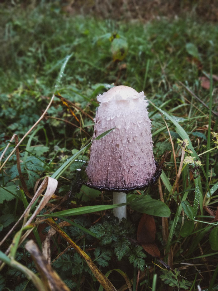 ����� �����