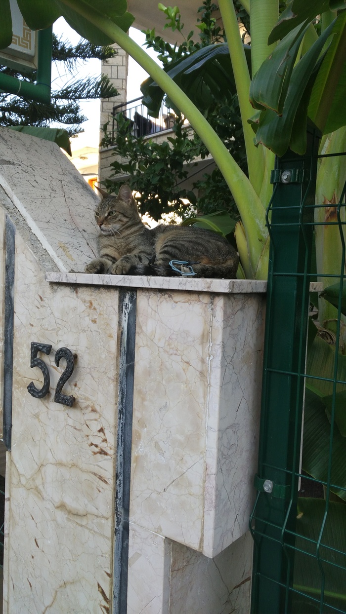 Кот на подзарядке