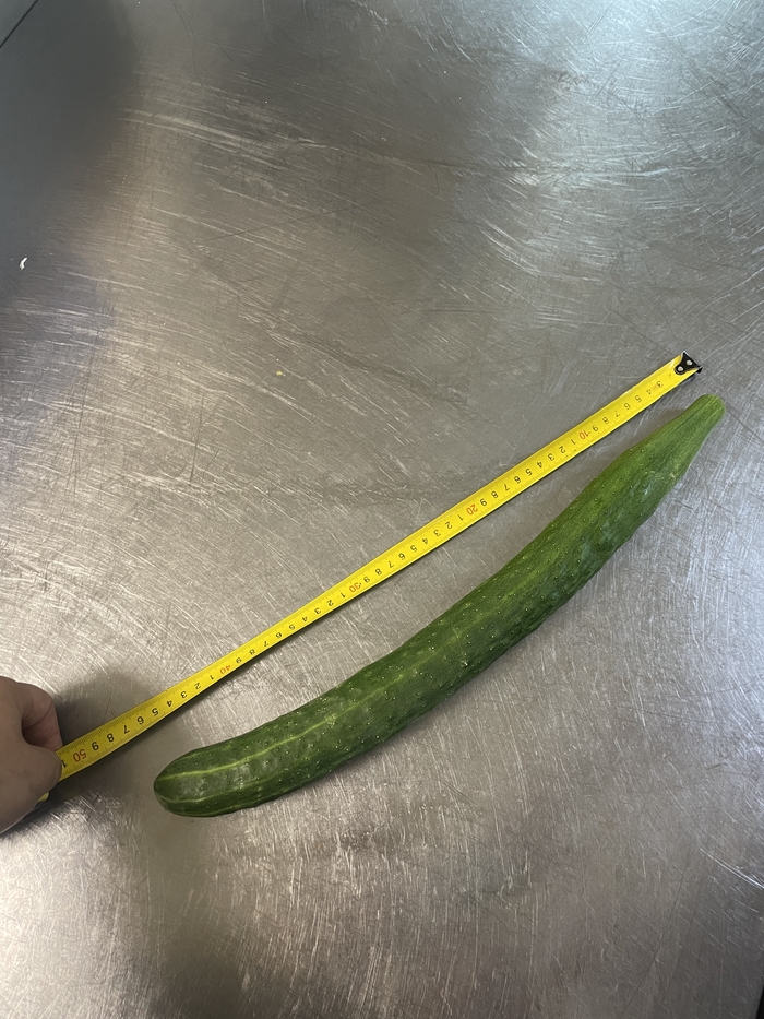 Огурец пикабушника