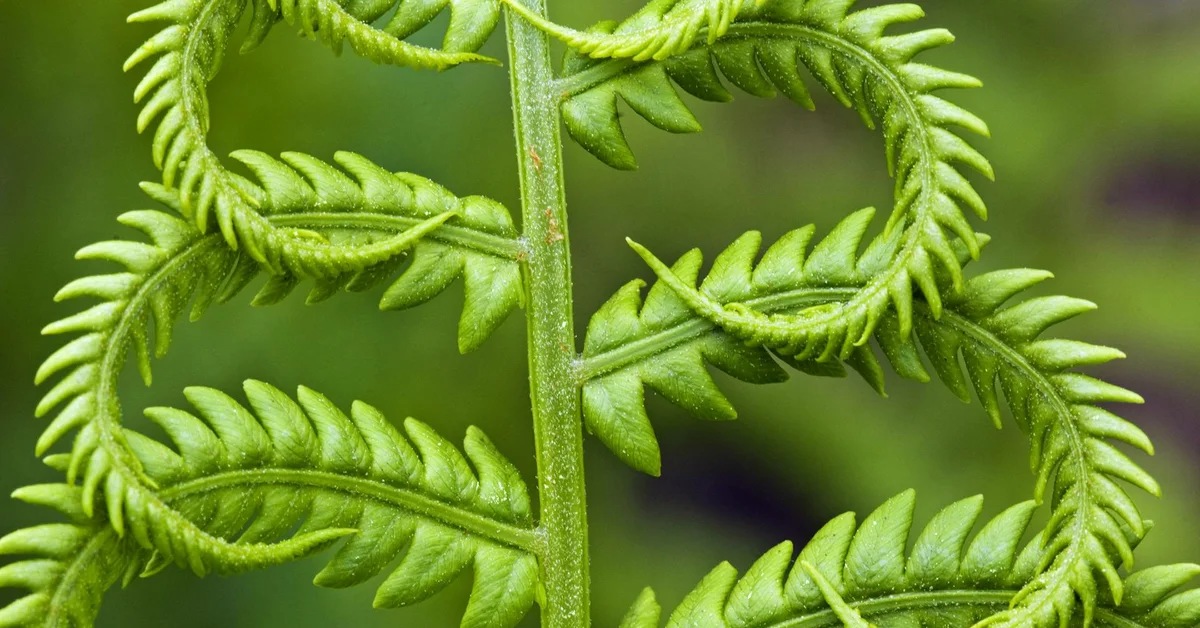 Папоротник бурый. Многоножка обыкновенная Polypodium vulgare. Папоротник Виктория. Папоротниковые клетка. Лист папоротника многоножка.