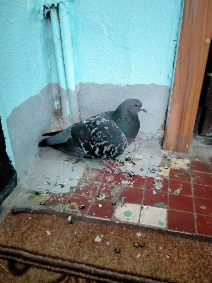 Помощь пернатому засранцу