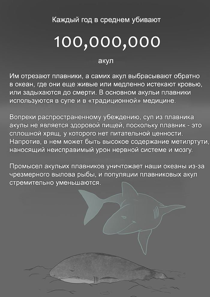 Вот что происходит когда умирает кит. Смотреть фото Вот что происходит когда умирает кит. Смотреть картинку Вот что происходит когда умирает кит. Картинка про Вот что происходит когда умирает кит. Фото Вот что происходит когда умирает кит