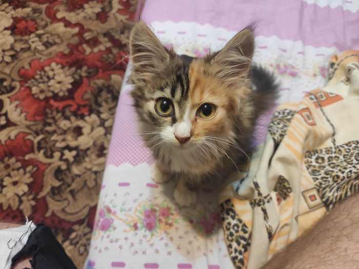 Пушистая милота