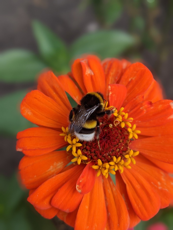 Мохнатый шмель...