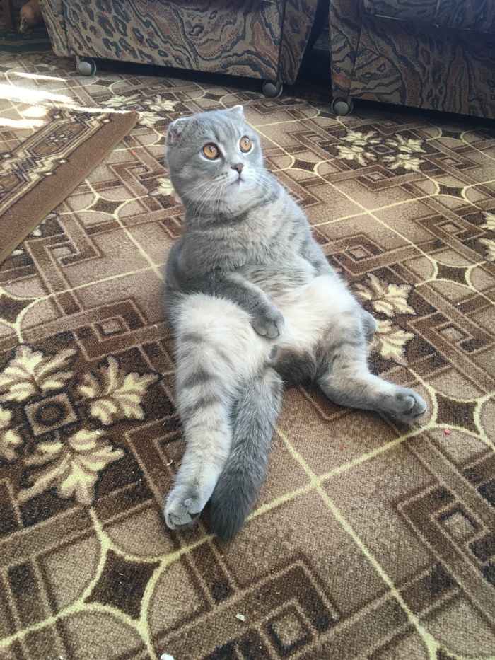 Бабушкин котейка