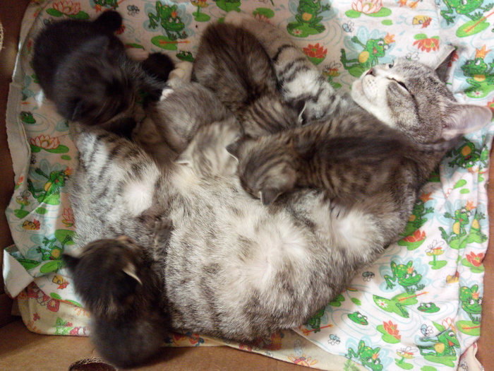 ������ ������� �������