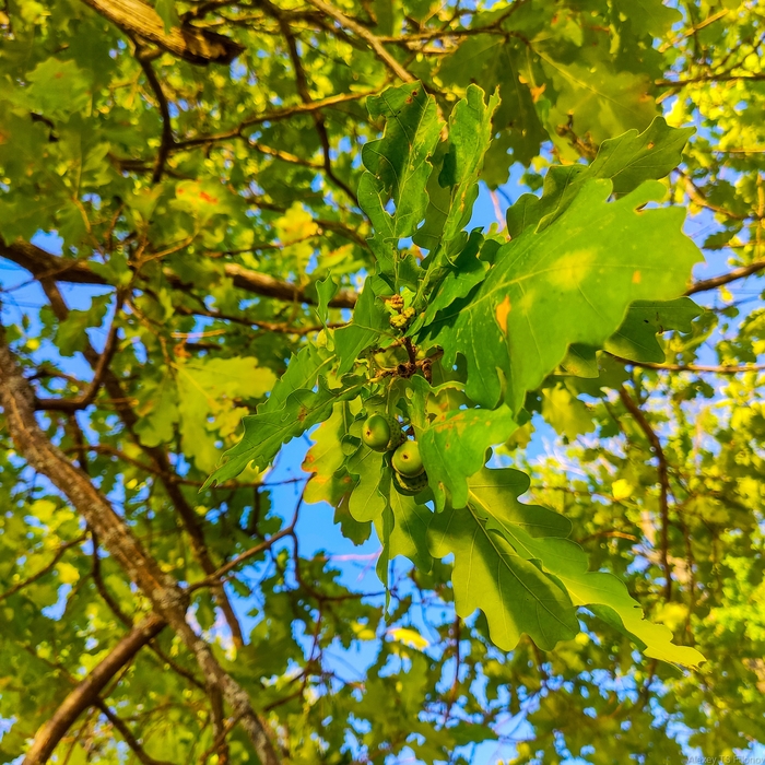 Дубрава | Пикабу