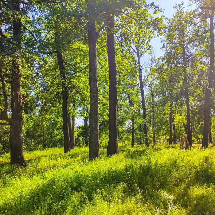 Дубрава | Пикабу