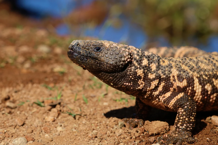 1626767812168182370 Мы как двухголовый ядовитый ящер