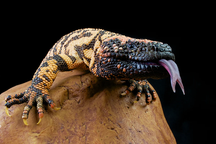 Зато позировать ядозуб умеет, как настоящая модель!