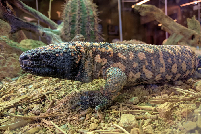 1626768402184560994 Мы как двухголовый ядовитый ящер