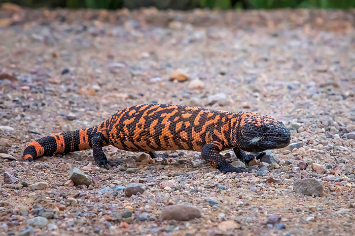 1626768789196064771 Мы как двухголовый ядовитый ящер