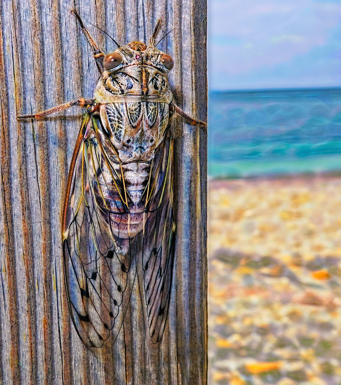 Цикада и море