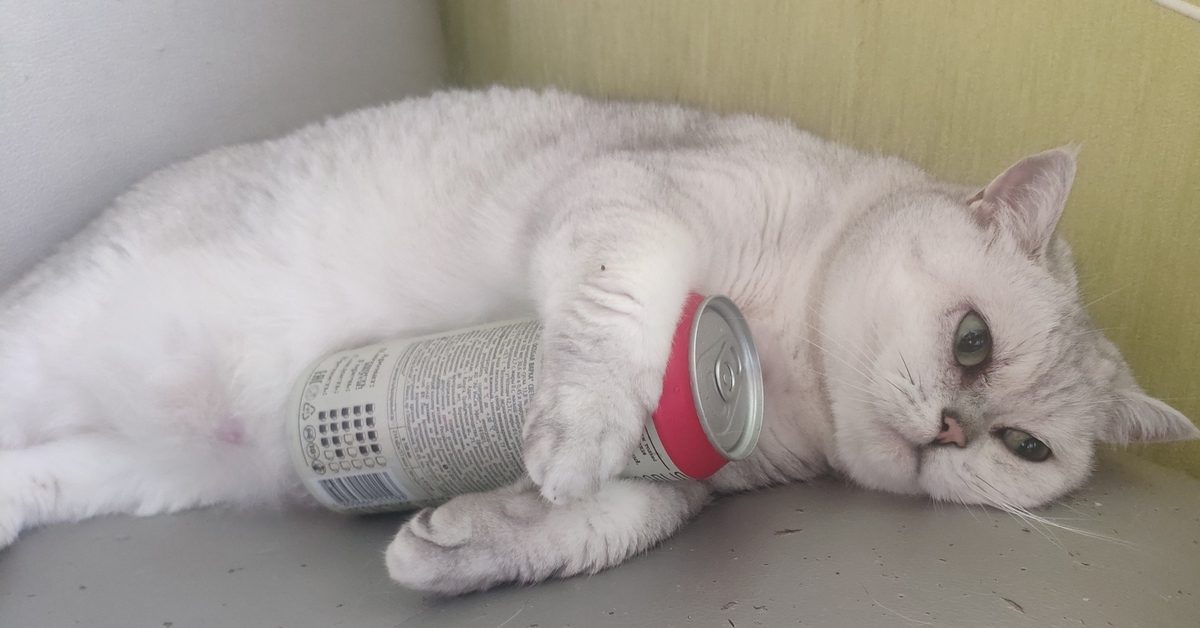 Кот алкоголик горе в семье