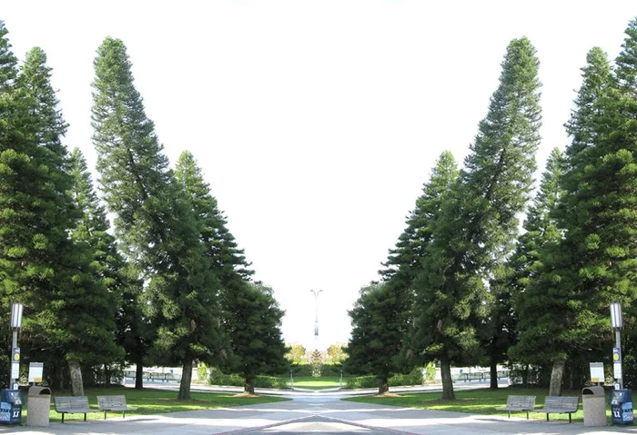 Загадочные деревья Кука. В чем их феномен? Природа, Дерево, Яндекс Дзен, Длиннопост Загадочные деревья Кука. В чем их феномен? Природа, Дерево, Яндекс Дзен, Длиннопост