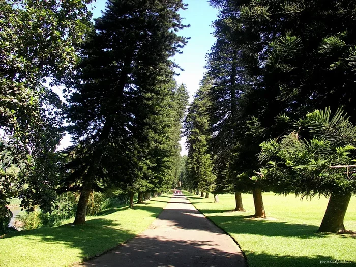 Загадочные деревья Кука. В чем их феномен? Природа, Дерево, Яндекс Дзен, Длиннопост Загадочные деревья Кука. В чем их феномен? Природа, Дерево, Яндекс Дзен, Длиннопост