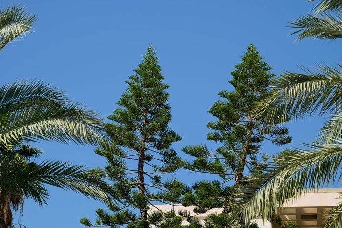 Загадочные деревья Кука. В чем их феномен? Природа, Дерево, Яндекс Дзен, Длиннопост Загадочные деревья Кука. В чем их феномен? Природа, Дерево, Яндекс Дзен, Длиннопост