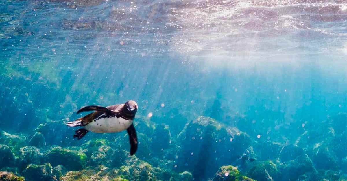 Скорость пингвина под водой. Пингвины под водой. Пингвин в воде. Пингвины в море. Пингвины ныряют на глубину.