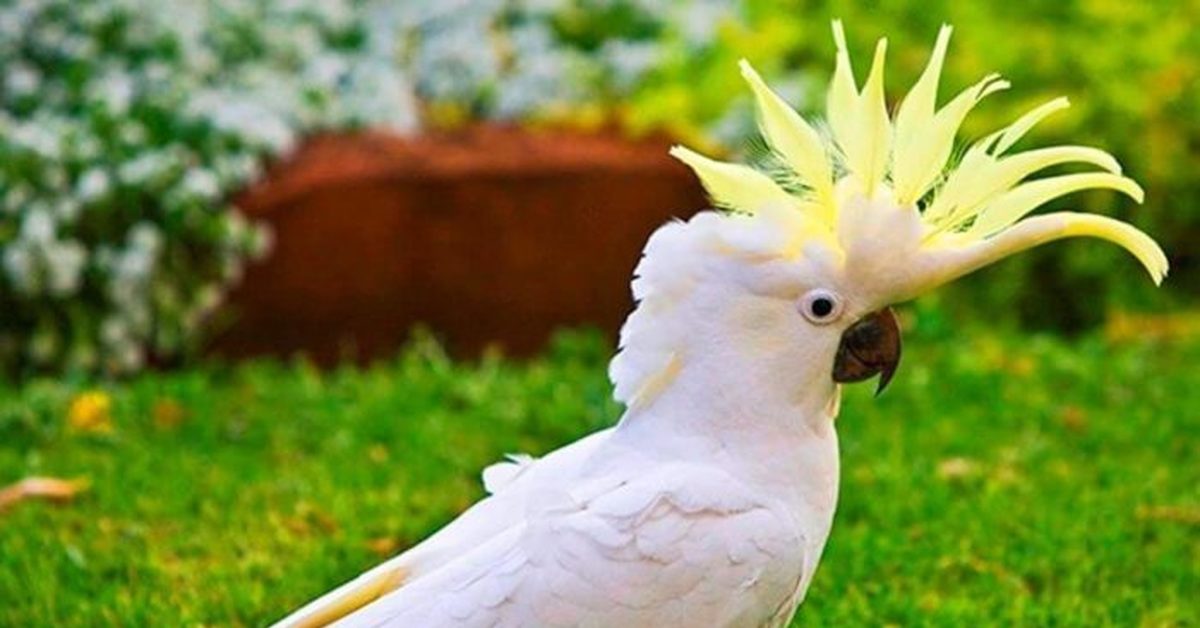 Peekaboo Cockatoo