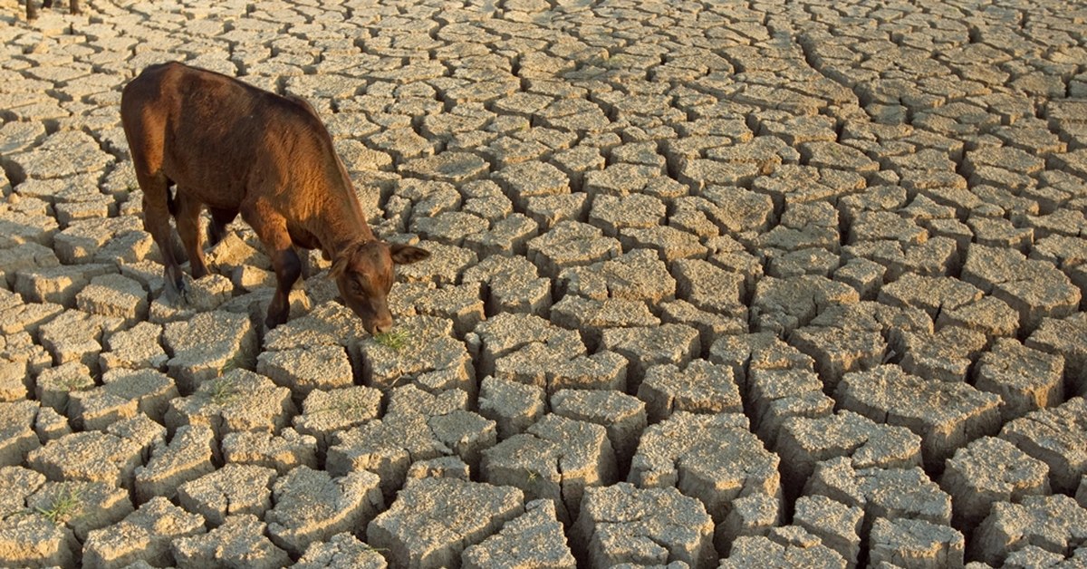 Почва страдает от. Засуха. Засуха в Казахстане. Опустынивание.