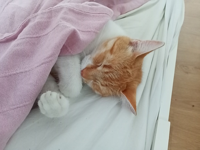 ����� ����(����� ���������)