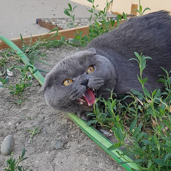 Наглая серая морда