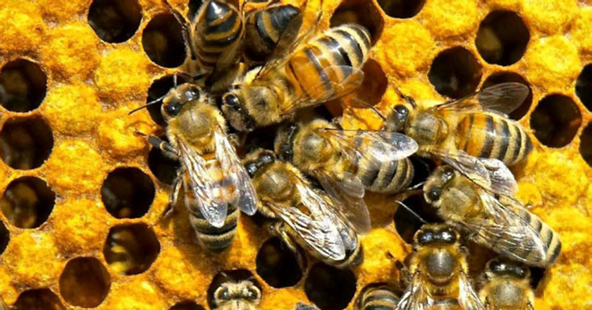 Жужжание 1. Пчелы. Улей для пчел. Медоносная пчела улей. Жужжание пчел.