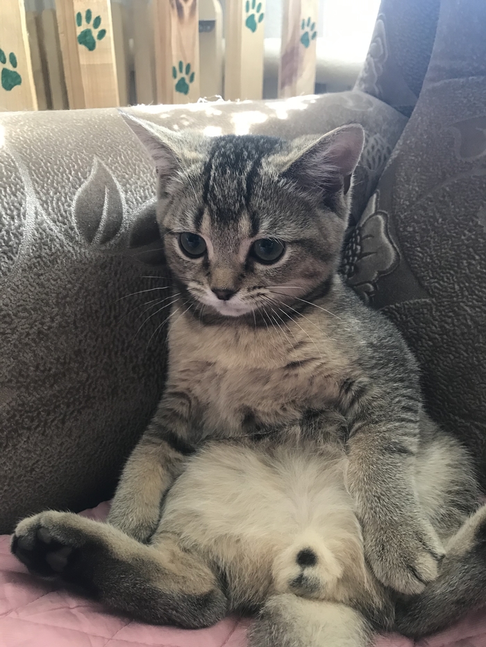 отношение к котам в ссср. 1627281515153117569. отношение к котам в ссср фото. отношение к котам в ссср-1627281515153117569. картинка отношение к котам в ссср. картинка 1627281515153117569. Кому-то может даже страшно представить, чем же в СССР кормили котиков в отсутствии «Вискаса» и «Китикета». Сухого корма не было, а покупать мясные обрезки было в Советском Союзе, очень проблематично. Так чем же кормили пушистиков в СССР?