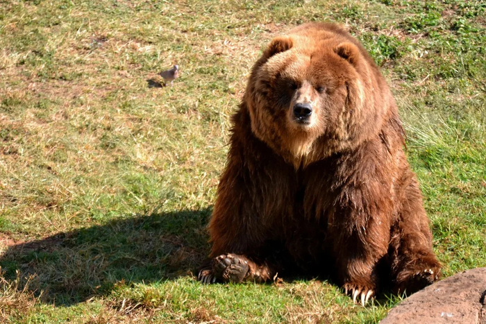 Кадьяк: Крупнейший подвид бурого медведя. Полтонны ярости и изоляция на далеком северном острове Медведи, Кадьяк, Дикие животные, Книга животных, Яндекс Дзен, Длиннопост
