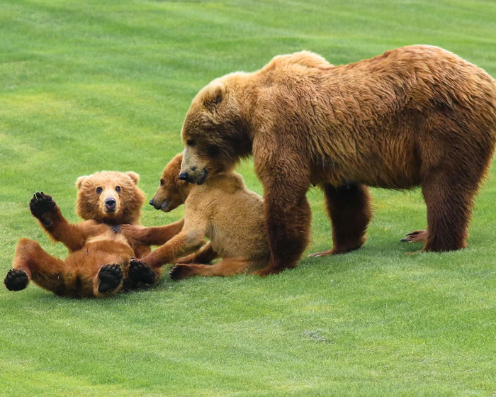 Кадьяк: Крупнейший подвид бурого медведя. Полтонны ярости и изоляция на далеком северном острове Медведи, Кадьяк, Дикие животные, Книга животных, Яндекс Дзен, Длиннопост