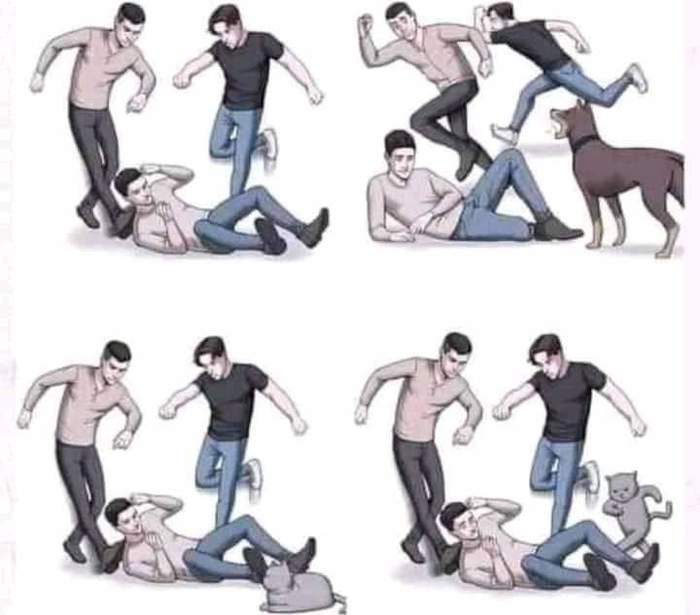 Собаки vs кошки