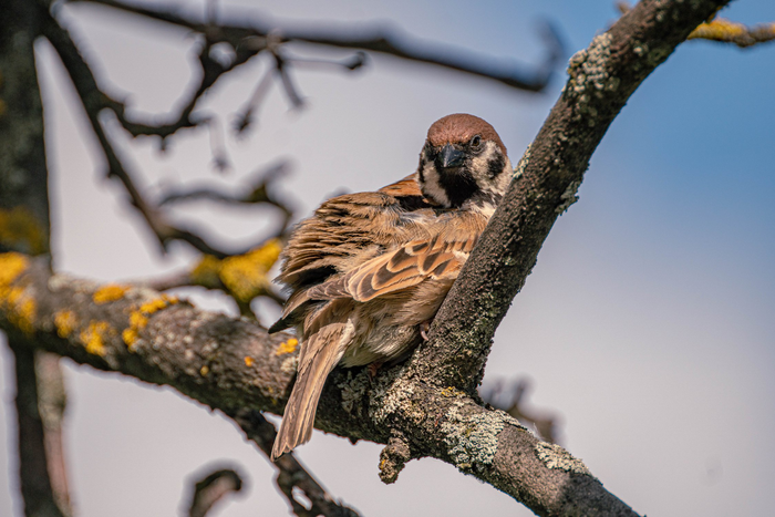 Грозный воробей