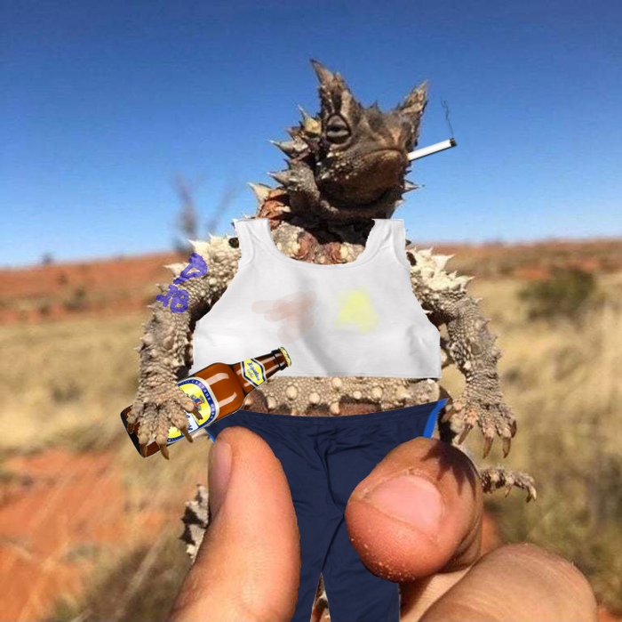 Ответ на пост «Колючий дьявол, обитающий в центральной Австралии»