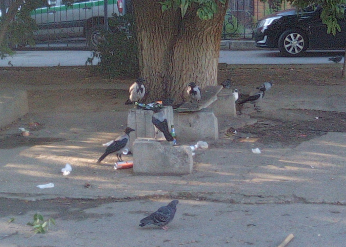 Летающие "Свиньи"