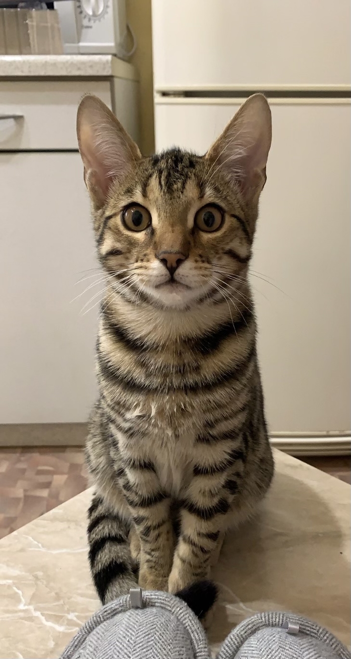 Я видел красивые коты набирают плюсы