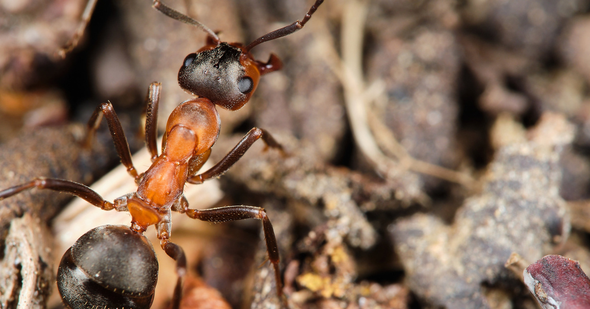 Муравей фото. Муравей крупно. Муравей крупным планом. Уральский муравей. Луговые муравьи фото.