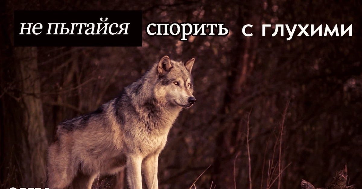 Ненавижу волков. Цитаты волка. Волчьи цитаты. Цитаты от волка. Фразы Волков.