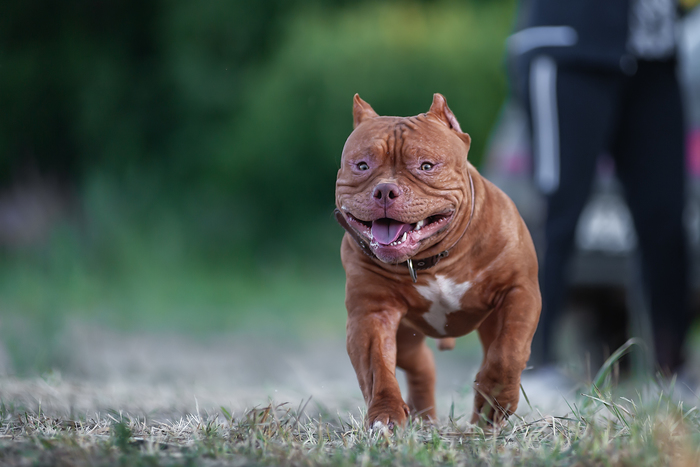 Как рожают американские булли. Смотреть фото Как рожают американские булли. Смотреть картинку Как рожают американские булли. Картинка про Как рожают американские булли. Фото Как рожают американские булли Как рожают американские булли. Смотреть фото Как рожают американские булли. Смотреть картинку Как рожают американские булли. Картинка про Как рожают американские булли. Фото Как рожают американские булли