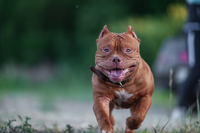 Как рожают американские булли. Смотреть фото Как рожают американские булли. Смотреть картинку Как рожают американские булли. Картинка про Как рожают американские булли. Фото Как рожают американские булли Как рожают американские булли. Смотреть фото Как рожают американские булли. Смотреть картинку Как рожают американские булли. Картинка про Как рожают американские булли. Фото Как рожают американские булли