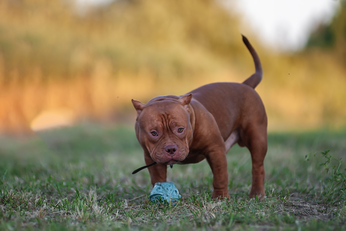 Как рожают американские булли. Смотреть фото Как рожают американские булли. Смотреть картинку Как рожают американские булли. Картинка про Как рожают американские булли. Фото Как рожают американские булли Как рожают американские булли. Смотреть фото Как рожают американские булли. Смотреть картинку Как рожают американские булли. Картинка про Как рожают американские булли. Фото Как рожают американские булли