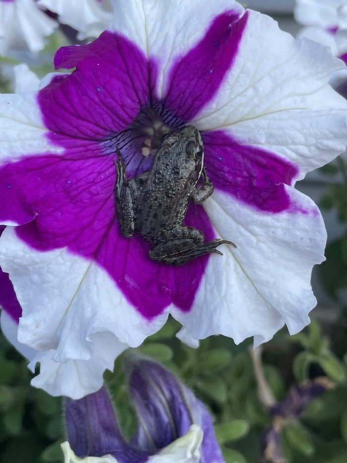 Это неправильная пчела! И она наверное делает неправильный мёд!