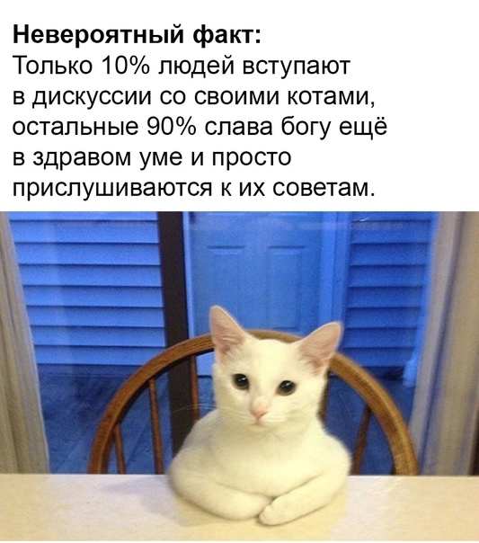 Удивленный котёнок из России: невероятная выживаемость и забота его хозяйки покорили мир