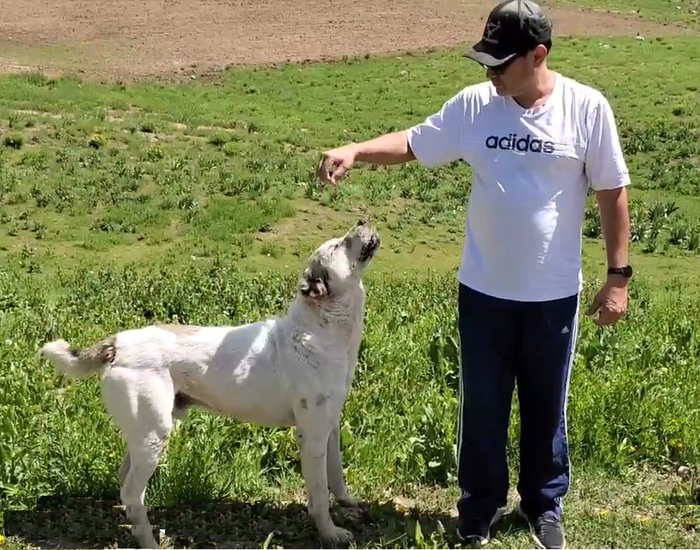 2 танка пожалели история видео