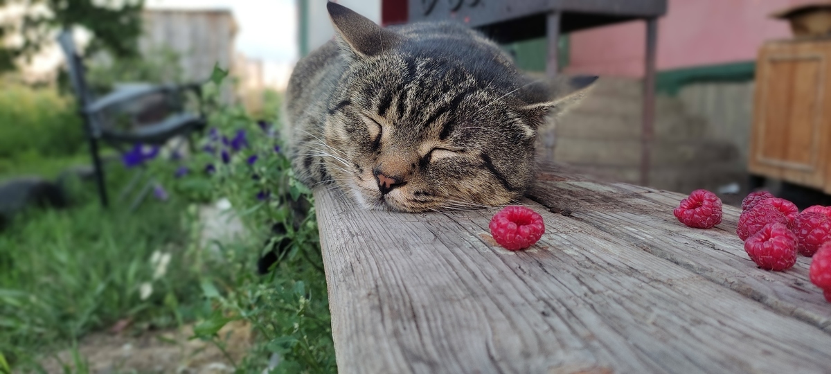 Малиновый кот. Кот в Малине. Котик с малиной. Котенок с клубникой. Котик в Малине.