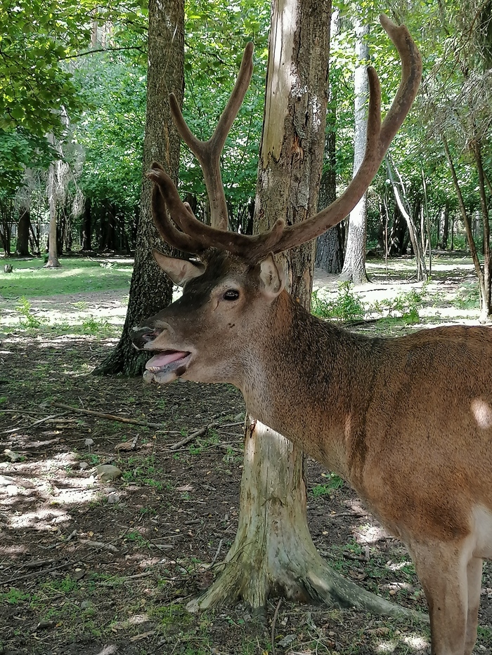 Благородный олень
