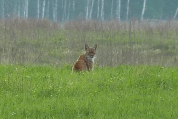 Что находится в рубежевичах